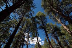 Discover Your Forest China Hat Cleanup Project Donation